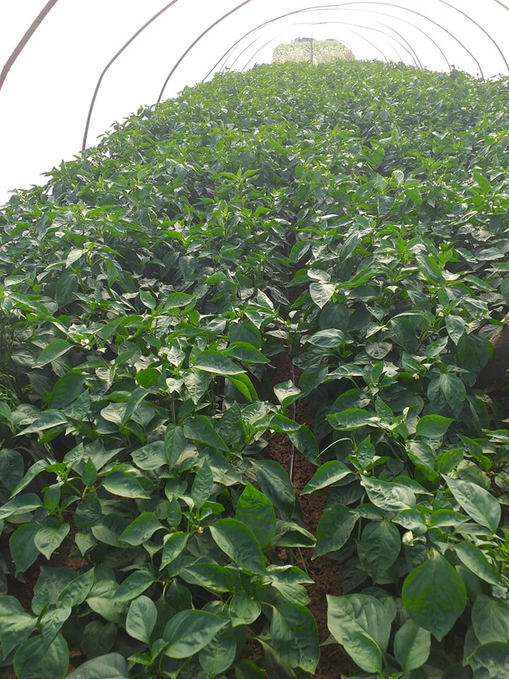 116010481_754108492086158_4199098655354742268_n