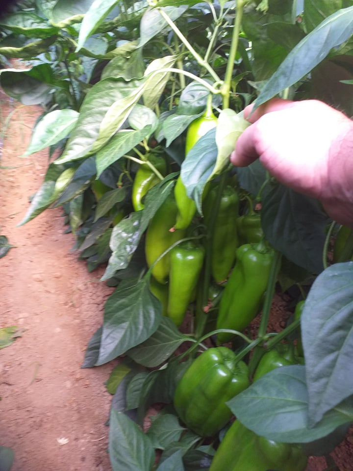 116056907_2388430361461250_3810063936558918282_n