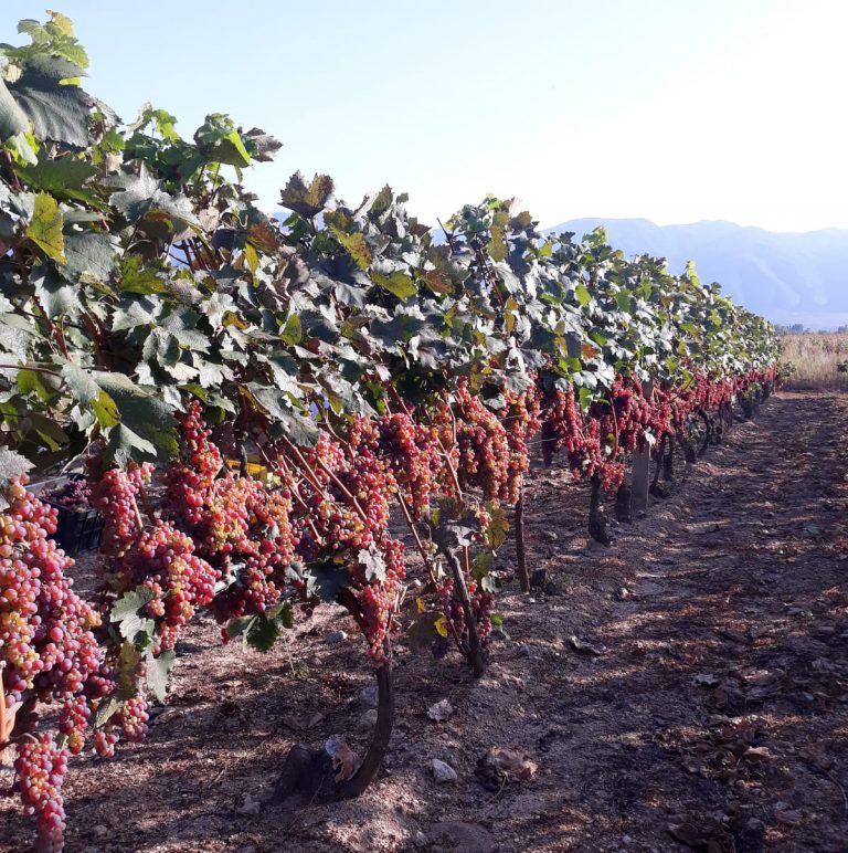 120946717_1273331169670090_65732164455052201_n