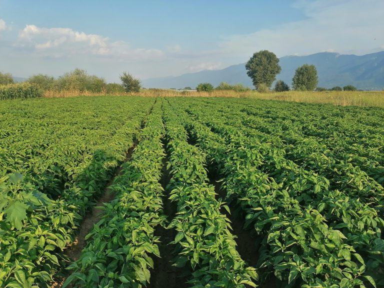 122958160_1522259947983182_6174708915322981489_n