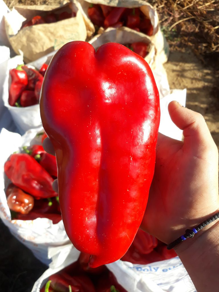 122967645_380081413183308_1738877692617438176_n