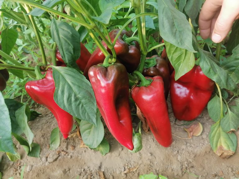 122980451_391846092192862_5289953538013823716_n